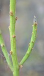 Euphorbia cryptospinosa N Marsabit GPS173_03.jpg
